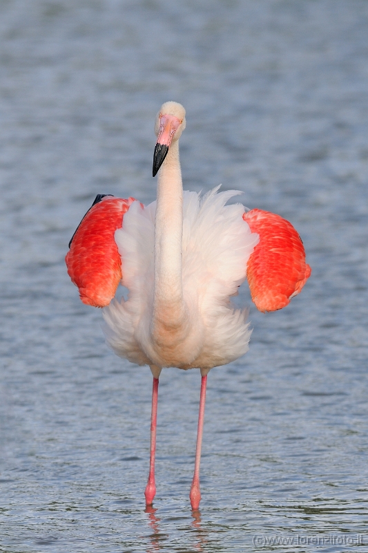 15627 Phoenicopterus roseus (Fenicottero rosa).jpg